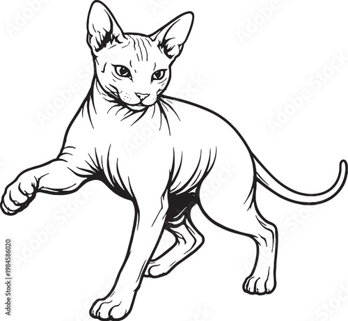 Sphynx cat batting paw swipe black and white line art hairless cat breed playful behavior illustration