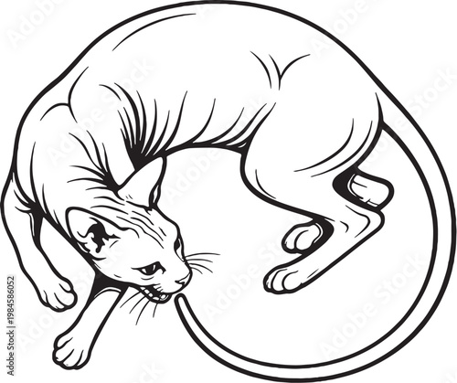 Sphynx cat chasing tail circle pose black and white line art hairless cat breed playful behavior illustration