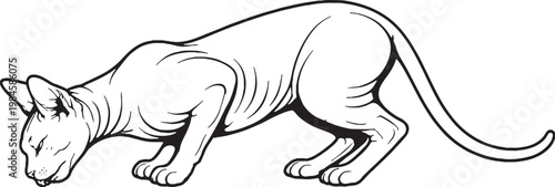 Sphynx cat drinking posture black and white line art hairless cat breed illustration isolated