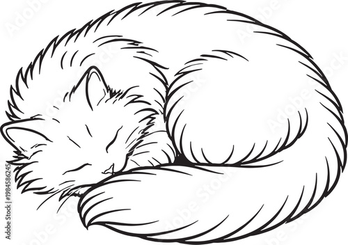 Photos Ragamuffin cat sleeping curled line art, fluffy longhair cat curled sleeping pos