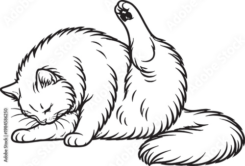 Ragamuffin cat grooming belly line art, fluffy longhair cat self cleaning pose outline illustration isolated