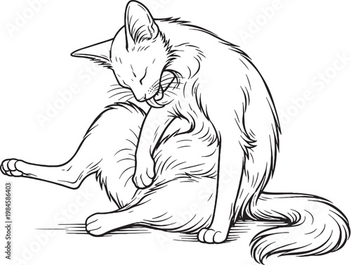 Bild auf Leinwand Oriental Longhair Cat Grooming Belly Sitting Pose Black White Line Art Illustrat