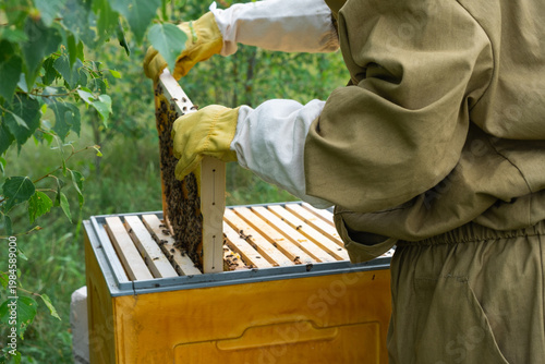 Schilderij op canvas Beekeeper checks frames, bees on wax comb, apiary process, rural honey making, organic production, beehive overview, natural rural farming, apiculture, colony health