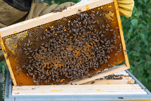 Photos Frame filled with capped honey, dense bee activity, close-up, beekeeper inspecting manual harvest, healthy brood, ecological honey production, detail focus