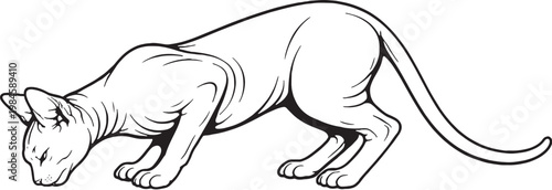 Sphynx cat eating posture black and white line art hairless cat breed illustration isolated