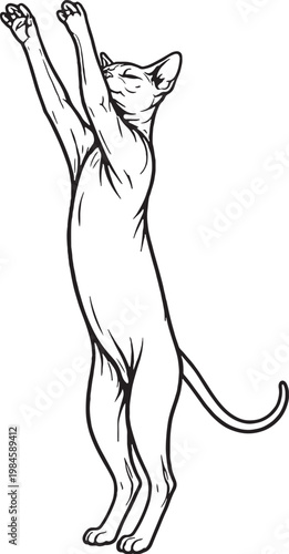Sphynx cat reaching up on hind legs black and white line art hairless cat breed illustration isolated