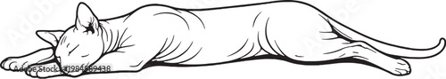Sphynx cat sleeping stretched out black and white line art hairless cat breed illustration