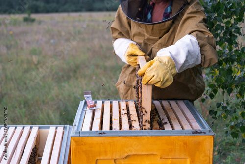 Fotografija Beekeeper working with beehive, protective suit, inspecting frames, honey harvest, apiary, natural beekeeping, rural tradition, honeycomb observation