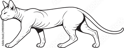 Sphynx cat walking side profile black and white line art hairless cat breed illustration isolated