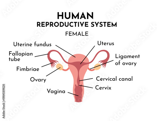 The female reproductive system consists of internal and external organs. It creates hormones and is responsible for fertility, menstruation. Medical Healthcare,vector illustration