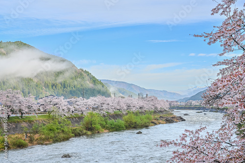 雨上がりの澄んだ朝　山に霧がかかる朝方の桜と雪山の風景写真　【岐阜県　郡上市】	