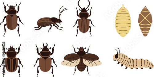 Beetle Insect Lifecycle Collection with Adult Beetles Larva and Pupa Stages Detailed Entomology Bug Vector Illustration Set