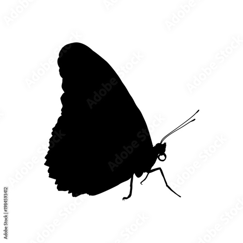 Butterfly profile silhouette, vector illustration