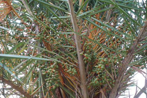 Clusters of Unripe Dates Growing on Tropical Palm Tree