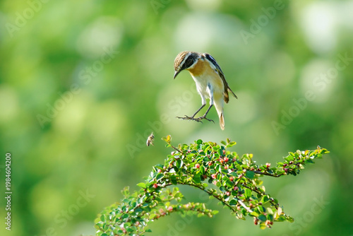 Wildlife – birds. European Stonechat (Saxicola rubicola) breeds in a wide variety of habitats including heaths, open areas, scrub, etc. They feed on insects, worms and other invertebrates.