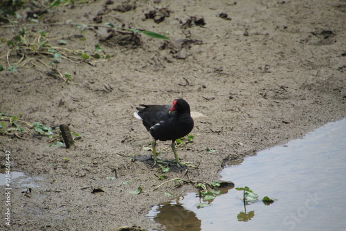 Moorhen - Gallinula galeata