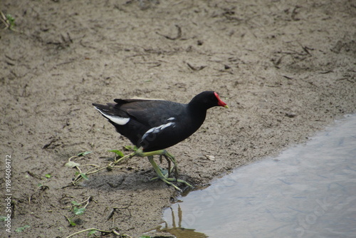 Moorhen - Gallinula galeata