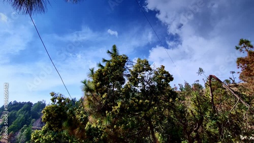 Flowering trees and pine branches sway along a hillside in Mukteshwar, Uttarakhand, with electric lines stretching across a bright blue sky dotted with soft clouds.