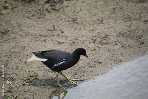 Moorhen - Gallinula galeata