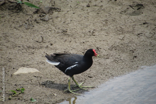 Moorhen - Gallinula galeata