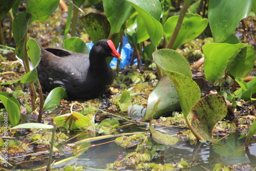 Moorhen - Gallinula galeata