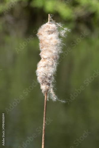 Obraz na plátně Close up of a bulrush seed head covered in seeds next to a lake