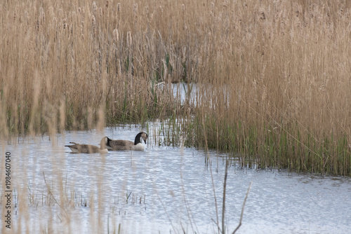 two Canada geese in a reed bed