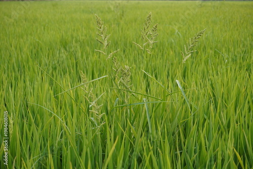 Fotografie Lush Green Rice Field with Emerging Panicles