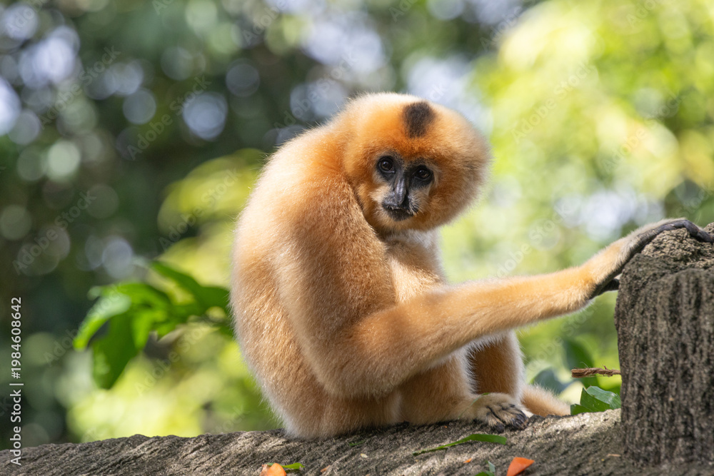 Obraz premium A yellow-cheeked gibbon in the a forest. Gibbon's mother. A cute primate with long legs in the Asian rainforest. 