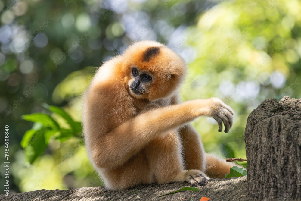Naklejka premium A yellow-cheeked gibbon in the a forest. Gibbon's mother. A cute primate with long legs in the Asian rainforest. 