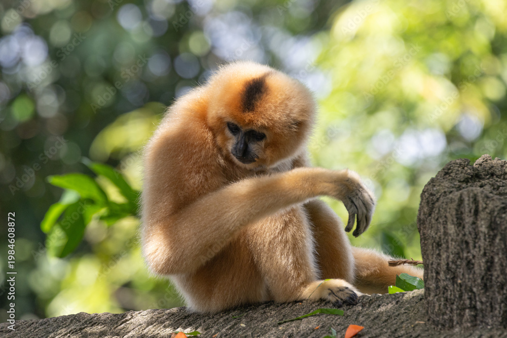 Naklejka premium A yellow-cheeked gibbon in the a forest. Gibbon's mother. A cute primate with long legs in the Asian rainforest. 