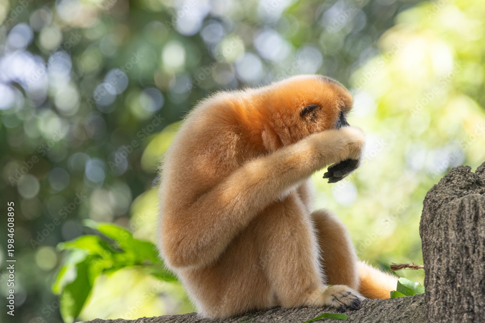 Naklejka premium A yellow-cheeked gibbon in the a forest. Gibbon's mother. A cute primate with long legs in the Asian rainforest. 
