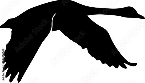 Black Swan Silhouette Flying Isolated on White