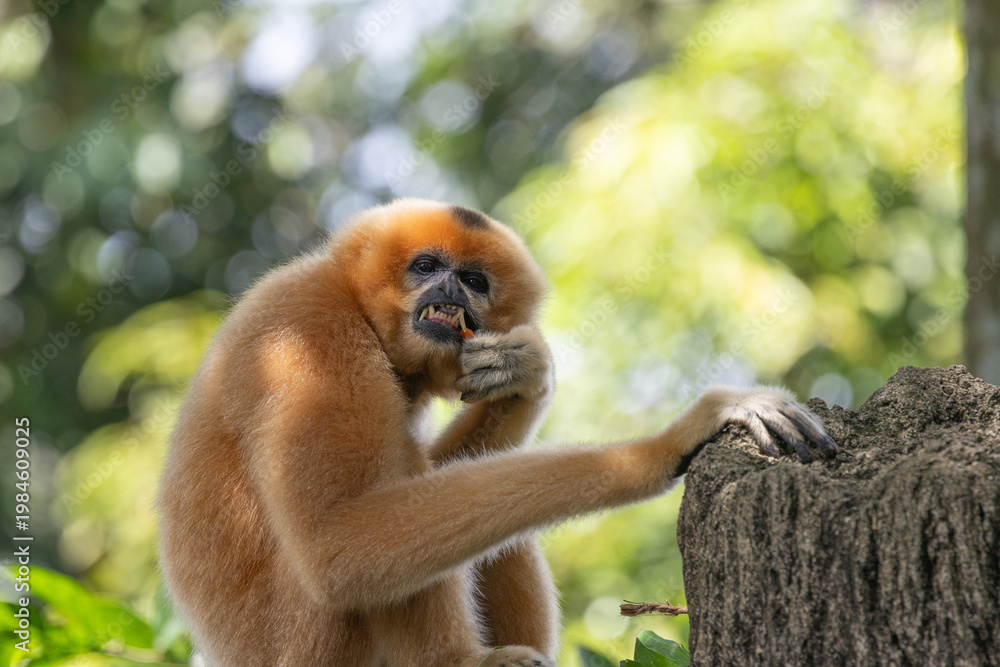 Naklejka premium A yellow-cheeked gibbon in the a forest. Gibbon's mother. A cute primate with long legs in the Asian rainforest. 