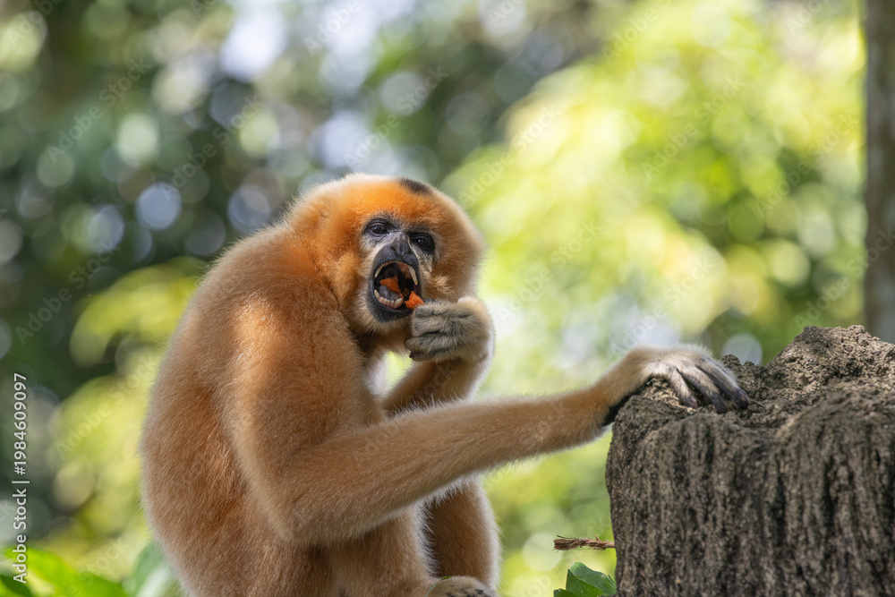 Obraz premium A yellow-cheeked gibbon in the a forest. Gibbon's mother. A cute primate with long legs in the Asian rainforest. 