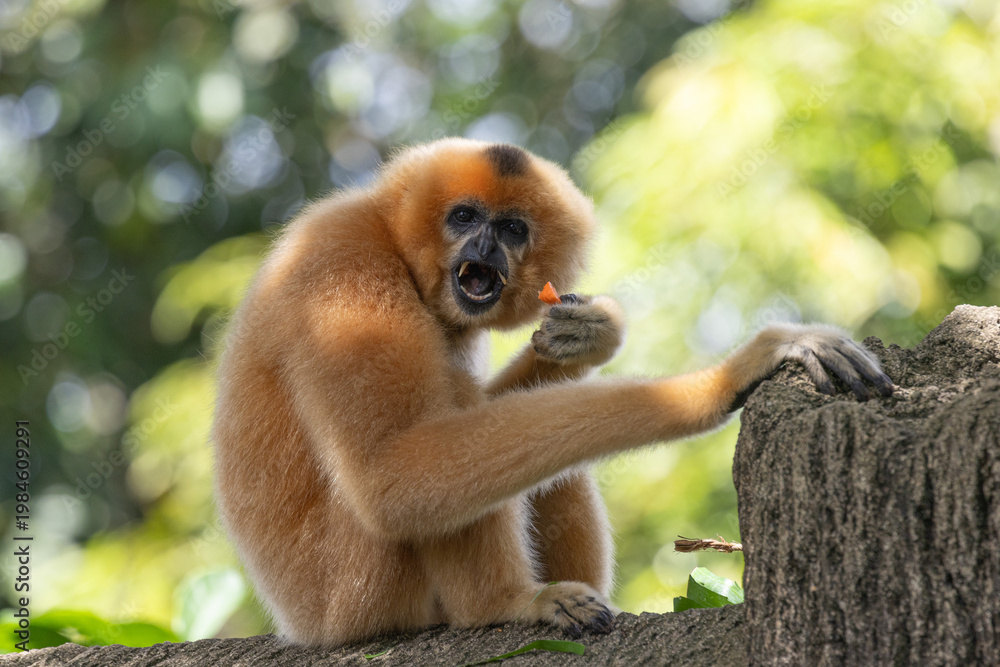 Obraz premium A yellow-cheeked gibbon in the a forest. Gibbon's mother. A cute primate with long legs in the Asian rainforest. 