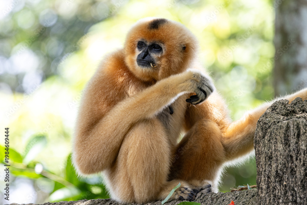 Naklejka premium A yellow-cheeked gibbon in the a forest. Gibbon's mother. A cute primate with long legs in the Asian rainforest. 