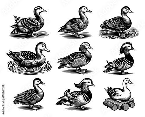 Set of ducks and waterfowl hand drawn engraving style woodcut illustration, vintage farm birds and wildlife vector collection