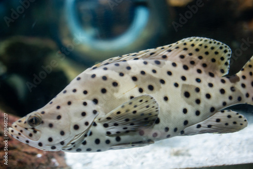 Close-up beautiful colorful fish swim in the aquarium.