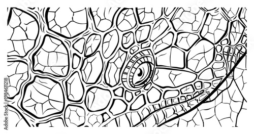 Close up of lizard eye and skin texture line art, reptile scales pattern vector illustration for coloring book or background