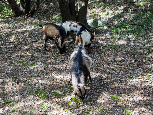 Goats living in palmaria island , la spezia italy