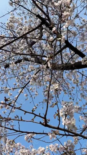 Cherry Blossoms Flowing Blue Sky