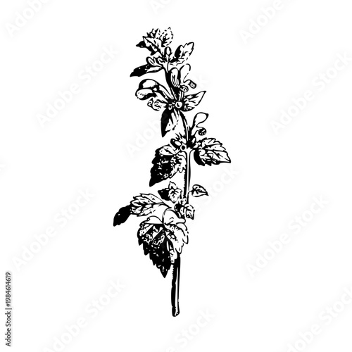 dead nettle illustration