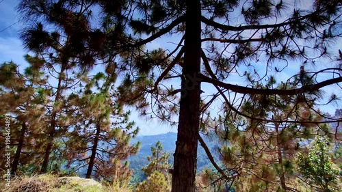 Tall pine trees frame a scenic hillside view in Mukteshwar, Uttarakhand, with sunlight filtering through their branches and distant valleys softly visible beyond.