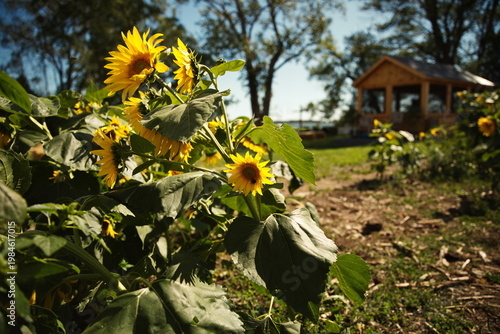 Sunflowers growing in a field in Ontario, Canada.