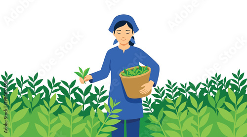 Flat Vector Illustration of an Asian Woman Harvesting Fresh Green Tea Leaves in a Plantation with White Background Copyspace