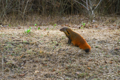 Image of a striped-necked mongoose.