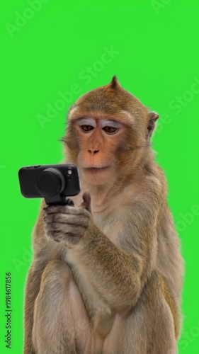 Monkey takes photos and reacts with funny expressions on a green screen background