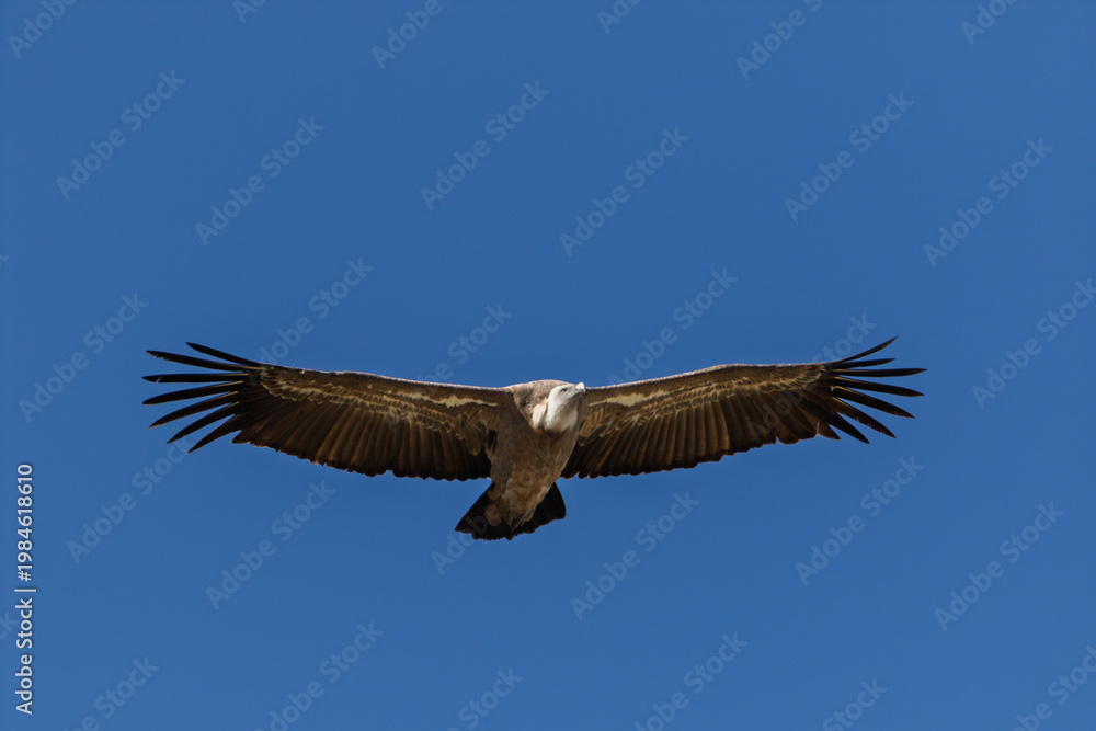 Fototapeta premium Vautour fauve en vol planant sur fond de ciel bleu uni