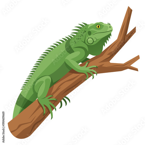 Large green iguana resting along brown tree branch in profile